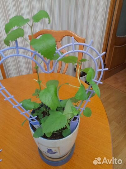 Опора для комнатных растений