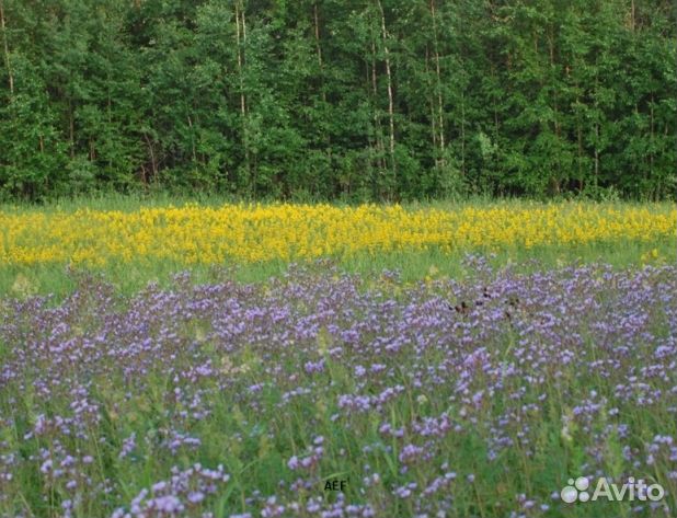 Мед 2024 года натуральный опт