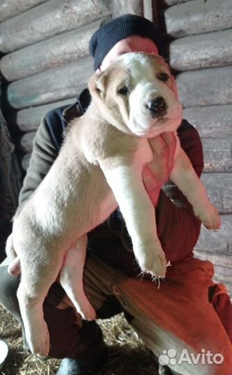 Продаются щенок Алабая. Все вопросы по телефону