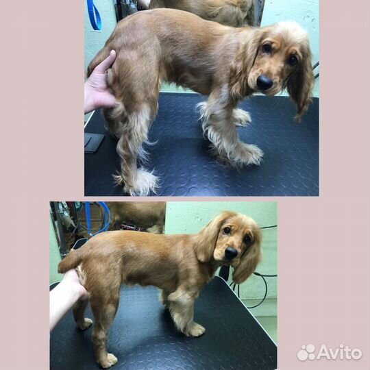 Грумер стрижка собак