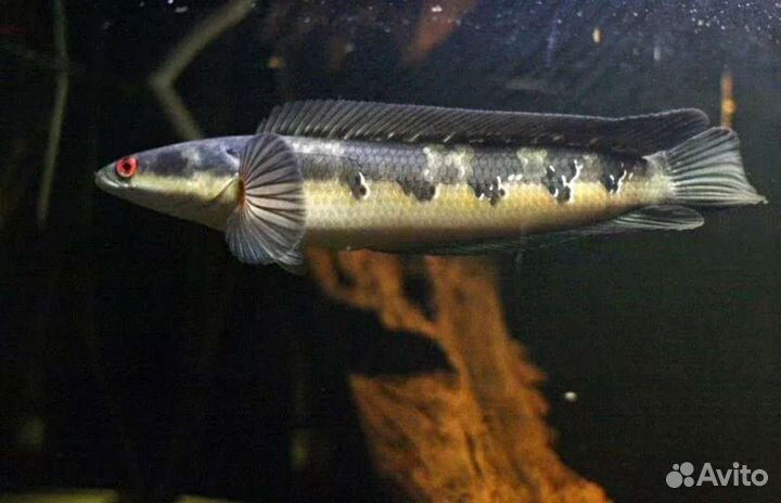 Аквариумные рыбки-экзотика