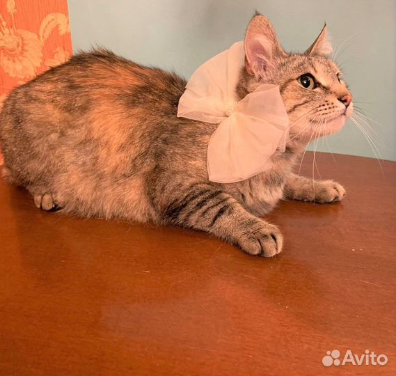 Молодая кошечка, в добрые руки