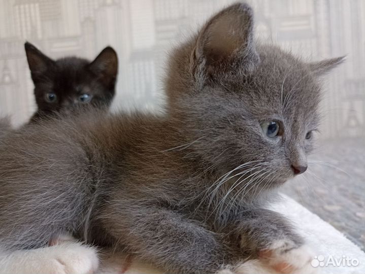 Котик в дар