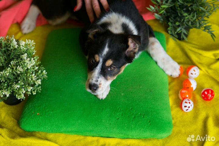 Крутая девчонка