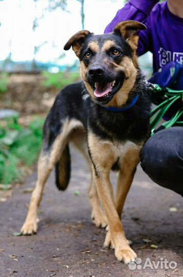 Корица - собака для семьи