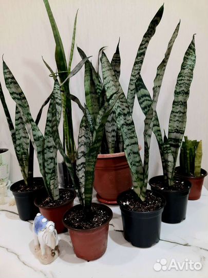 Комнатные растения.Сансевиерия