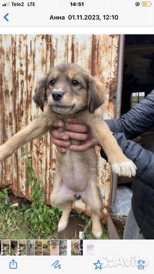 Щенок в добрые руки