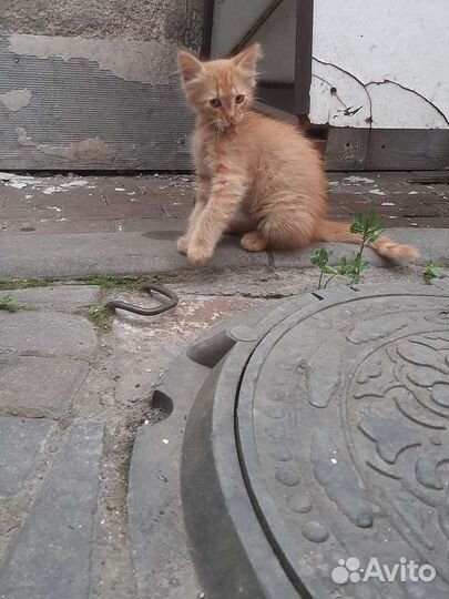 Котята 2,5 мес
