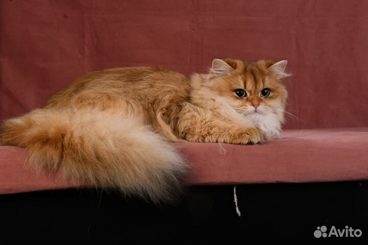 Британская длинношерстная