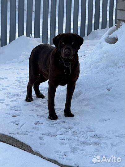 Собака лабрадор