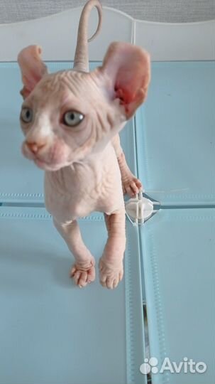 Котëнок Агнесса