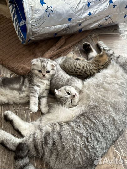 Шотландская вислоухая котята