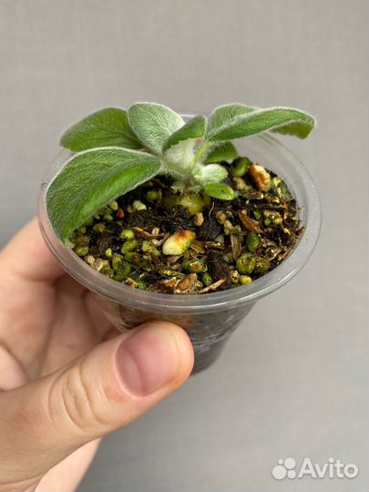 Синнингия леукотриха