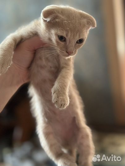 Кошка в дар