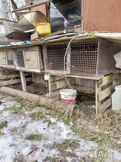 Клетки для кролика