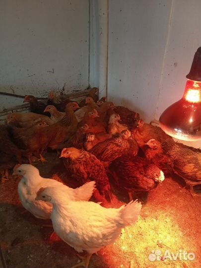Цыплята от домашних кур 2 месяца