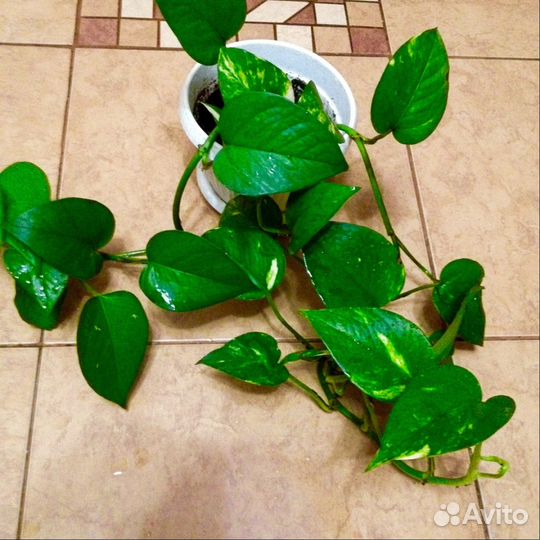 Цветы для дома