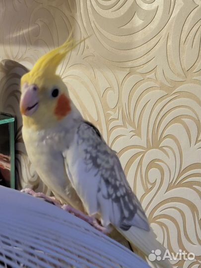 Попугай корелла самка Несётся