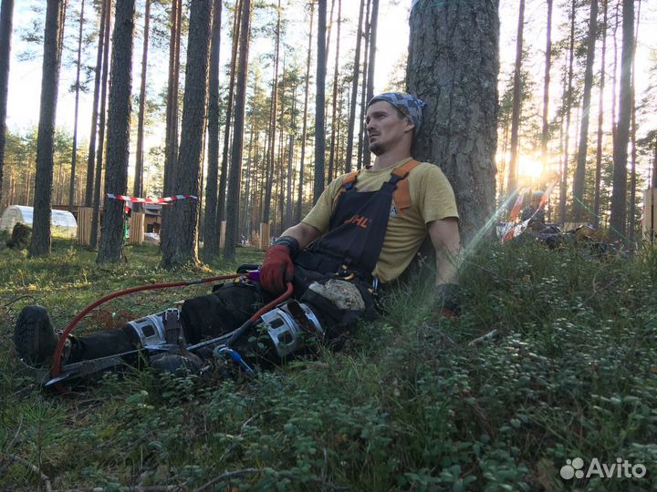 Спил деревьев