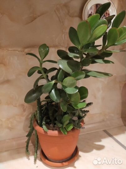 Денежное дерево