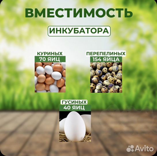 Инкубатор Золушка-2020