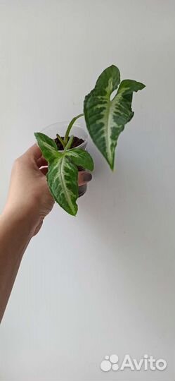 5 видов сингониум вендланда