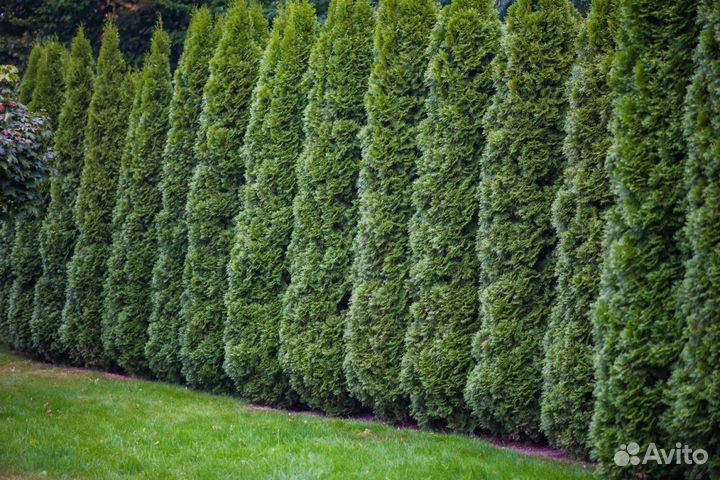 Туя в ассортименте:Брабант,Смарагд,Колумна