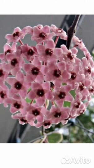 Хойя Кримсон Квин (отросток)