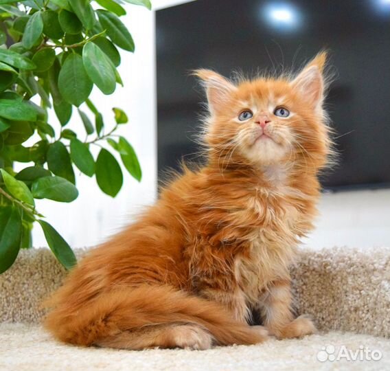 Котята мейн-кун