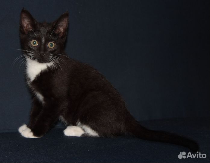 Котенок, девочка, бесплатно