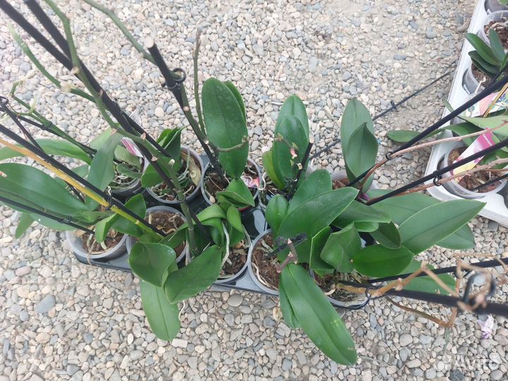 Орхидея фаленопсис отцвевшие