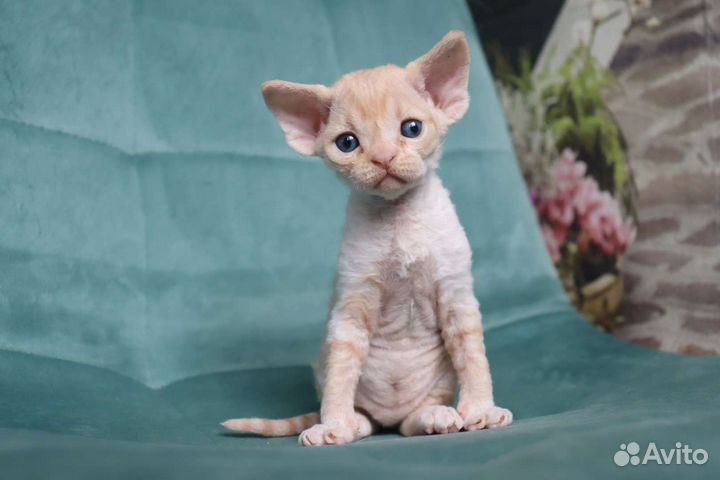 Чудо из чудес котёнок Девон-рекс