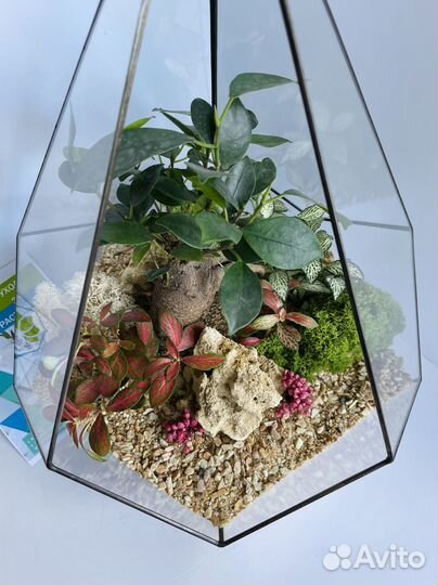 Флорариум. Бонсай. Подарок руководителю. Доставка