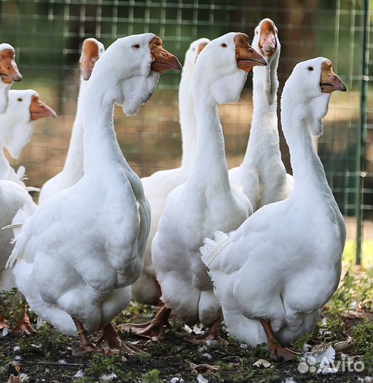 Инкубационное яйцо с/х птицы