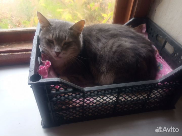 Котик в добрые руки
