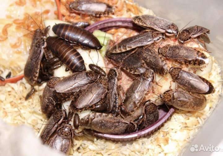 Мраморный таракан (Naphoeta cinerea)