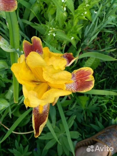 Ирисы, лилейник, гвоздика, очиток многолетние