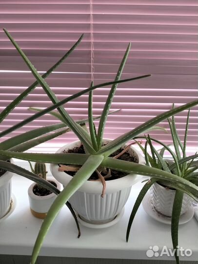 Алоэ лечебный 4 года