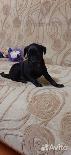 Продается собака