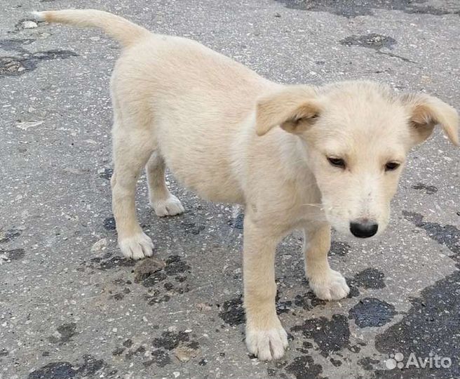 Щенок коротколапик