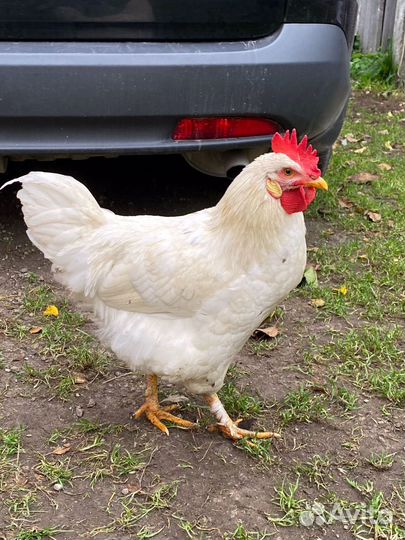 Молодые петухи