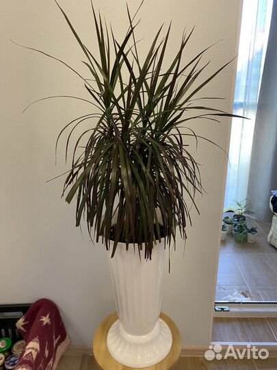 Пальма драцена