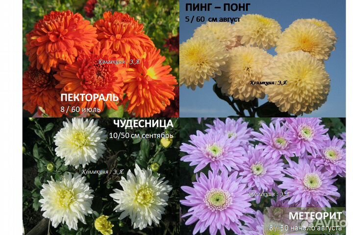 Хризантемы садовые, 8 кв. Доставка. Почтой