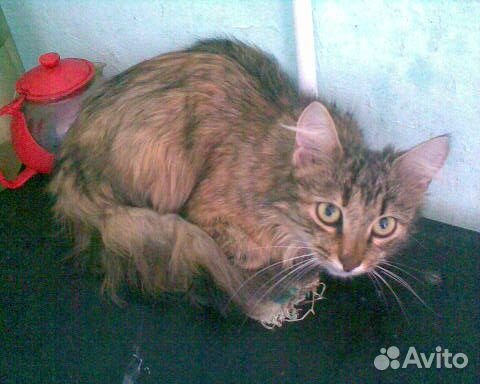 Норвежской лесной кошечка