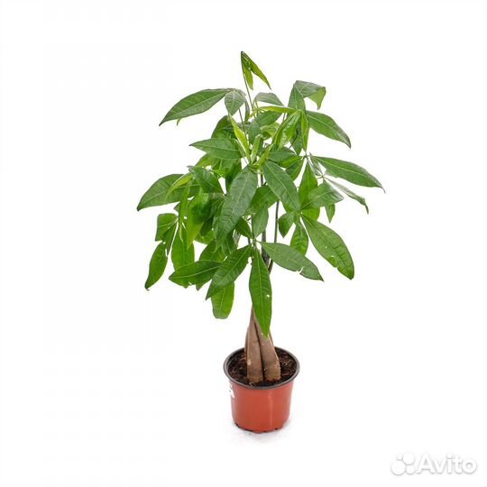 Растения для гостиной