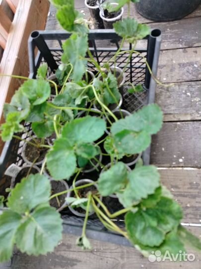 Клубника рассада, усы, семена