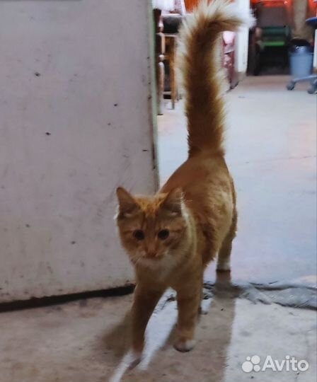 Кошечка 6 месяцев