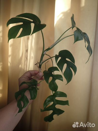 Рафидофора монстера филодендрон минима ветка