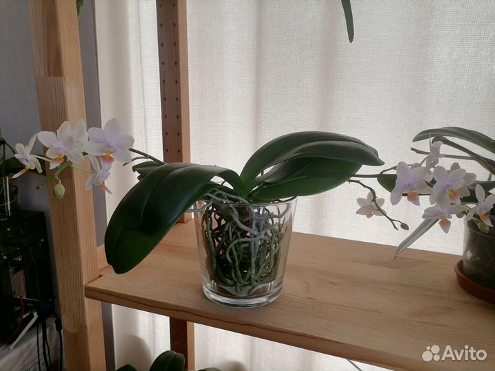 Орхидея фаленопсис Tiny Melissa