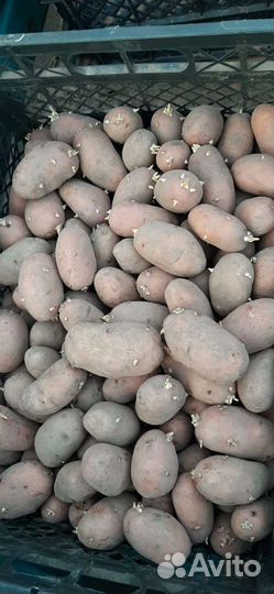 Семенной картофель 